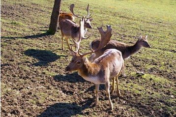 Slovacia Chata Veľké Rovné, Exteriorul
